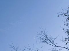 -千年银杏谷文化旅游区