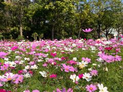 -田野绿世界
