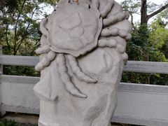 -银湖山郊野公园-相思林