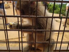 -岚山猴子公园