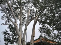 -北海公园-停车场