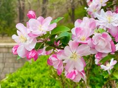 -海棠花溪(元大都城垣遗址公园)