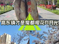 -高东镇樱花园