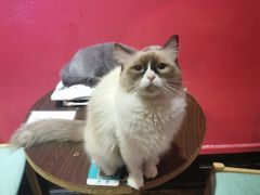 -猫色咖啡·猫咖