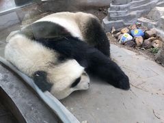 -大连森林动物园