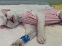 -纳吉亚猫专科动物医院博雅分院