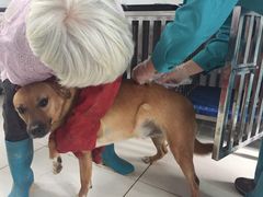 -骐奇宠物诊疗中心(南亭公路店)