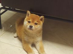 -pd派德宠物中心医院24H急重症·眼科中心·血液透析中心(嵩山北路店)