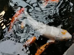 -上海大自然野生昆虫馆(东方明珠·爬宠昆虫探索中心)