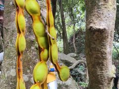 -梧桐山风景名胜区