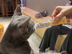 -more than meow吴止猫主题餐厅(承德 中船汇店)