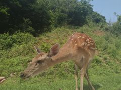 -大连森林动物园