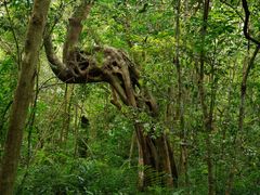 -七仙岭温泉国家森林公园