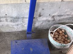 -马陆小张葡萄园农家乐