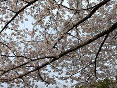 -嘉定紫藤园