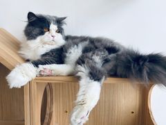 -Catmate·猫肥家润(金润铂宫店)