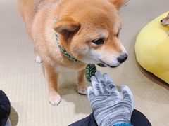 -逗柴咖啡屋·狗咖猫咖宠物桌游