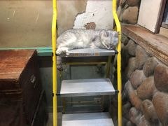 -猫咪博物馆(顶澳仔猫街店)