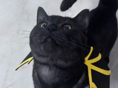 -天使宠物医院·犬猫分诊(彩虹店)