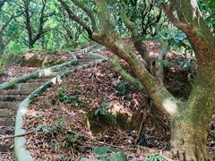 -风云岭森林公园