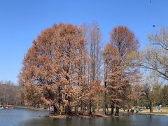 -上海共青森林公园