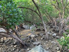 -宝安西湾红树林湿地公园