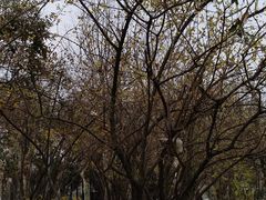 -四川大学(望江校区)