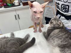 -喵园·猫主题咖啡厅·撸猫·猫咖(国贸店)