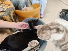 -平行世界·猫咖(首经贸店)