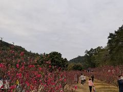 -南国桃园旅游度假区