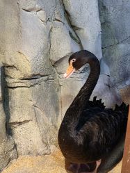 -酷嗒动物文化乐园(cutezoo西溪乐天城店)