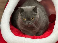 -严国平动物医院(德政总院)