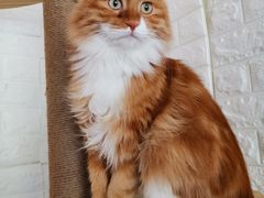 -平行世界·猫咖(首经贸店)