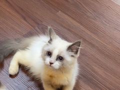 -楼上猫咖(罗湖店)