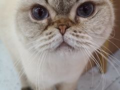 -喵园·猫主题咖啡厅·撸猫·猫咖(国贸店)