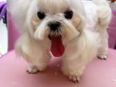 -FAELING PETS美天灵宠物(富力广场店)