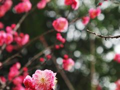 -望江楼公园