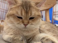 -Let's go狗咖·猫咖·奶狗·桌游(春熙路IFS店)