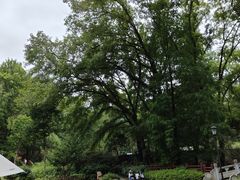 -素山寺森林公园