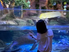 -合肥海洋世界