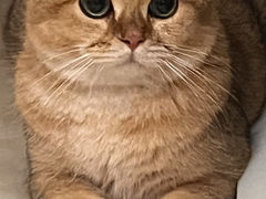 -lincat·猫舍(广州店)