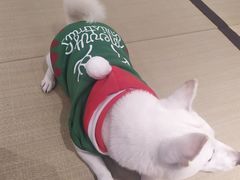 -逗柴咖啡屋·狗咖猫咖宠物桌游