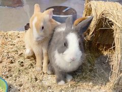 -喵宠乐园·撸猫互动·猫舍