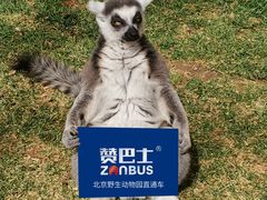 -北京野生动物园