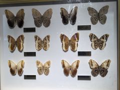 -上海昆虫博物馆