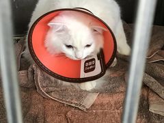 -美美宠物诊疗中心·异宠·骨科(滨江东信分院)