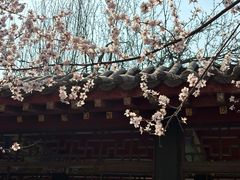 -桃花堤公园
