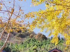 -千年银杏谷文化旅游区