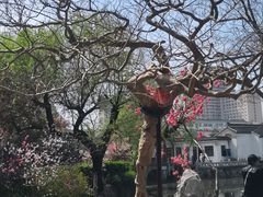 -水绘园