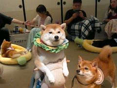 -逗柴咖啡屋·狗咖猫咖宠物桌游